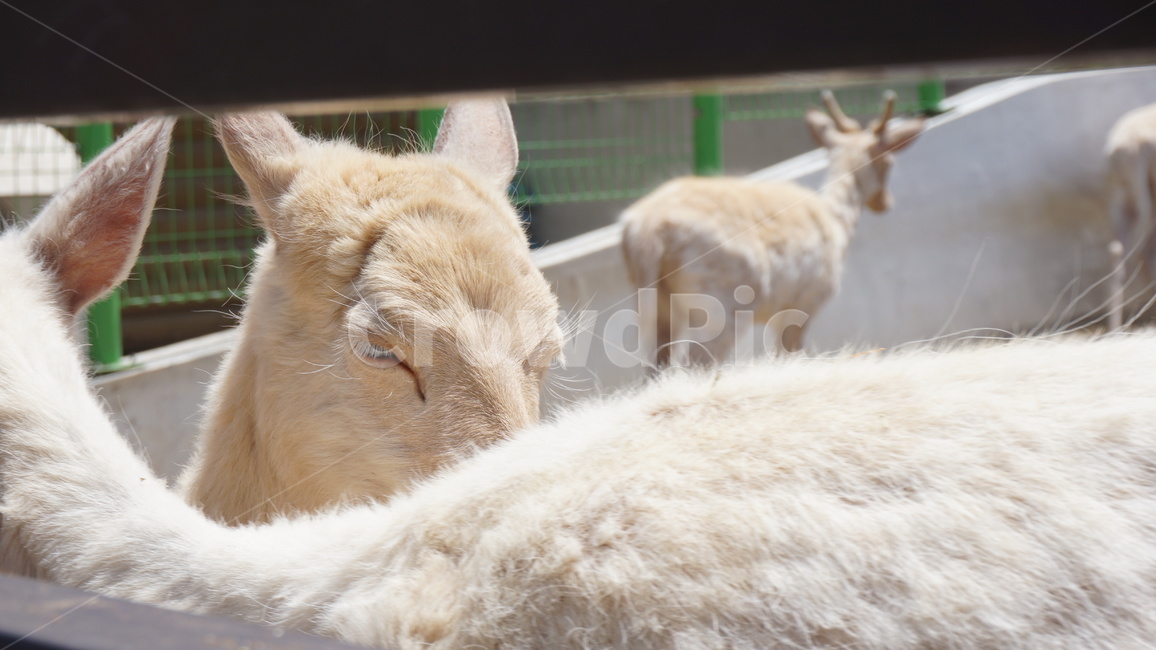 animal,포유류,야생동물,antelope,wildlife,영양,동물원,눈빛,순수,동물,animal,포유류,mammal