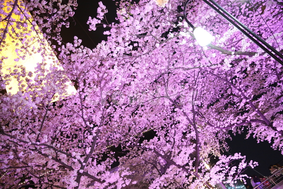 plant,식물,flower,blossom,꽃,벛꽃,야경,봄,계절,spring,season,야경,밤,풍경,nightscape,night,landscape