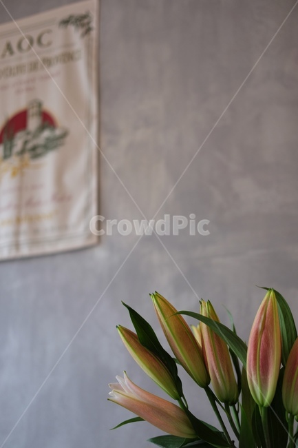 꽃,백합,벽,초록,color,green,flower,꽃,flower
