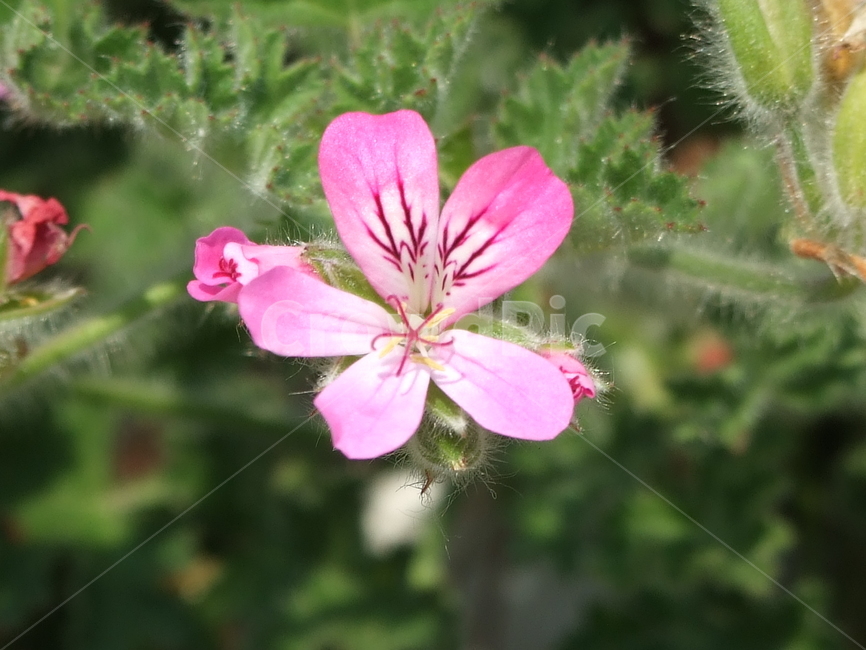 식물,꽃,꽃잎,flower,여름식물,식물,자연,plants,nature,꽃,flower