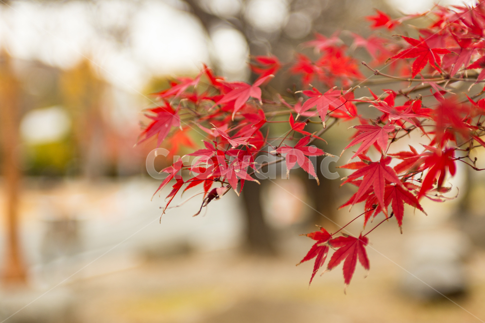 나무,tree,식물,plant,잎,leaf,단풍,단풍나무,가을,풍경,자연,가을,계절,fall,autumn,season,식물,자연,plants,nature