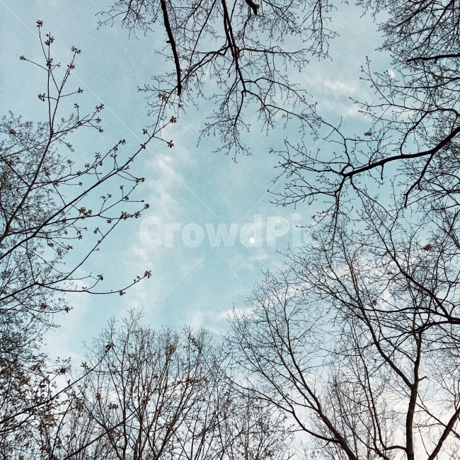나무,하늘,구름,달,감성,자연,풍경,nature,landscape,식물,plants,나무,trees,wood,tree,plant,tree trunk,나무 줄기