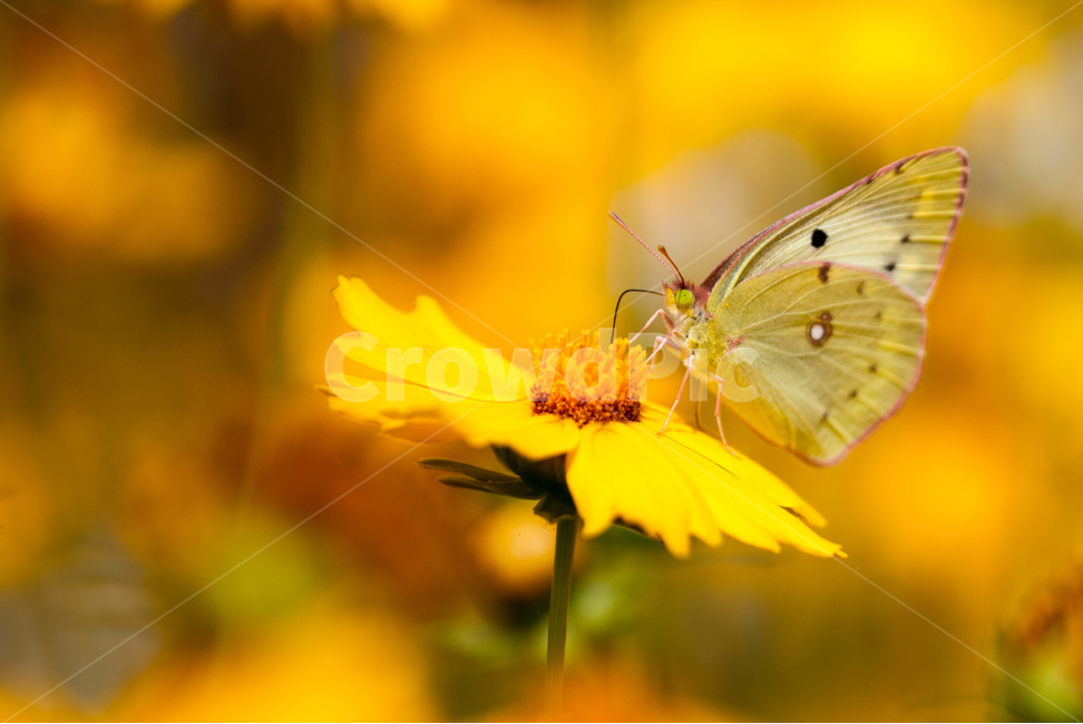 나비,황하코스모스,꽃,코스모스,풍경,식물,자연,plants,nature,꽃,flower,동물,animal,곤충,벌레,insect,bug