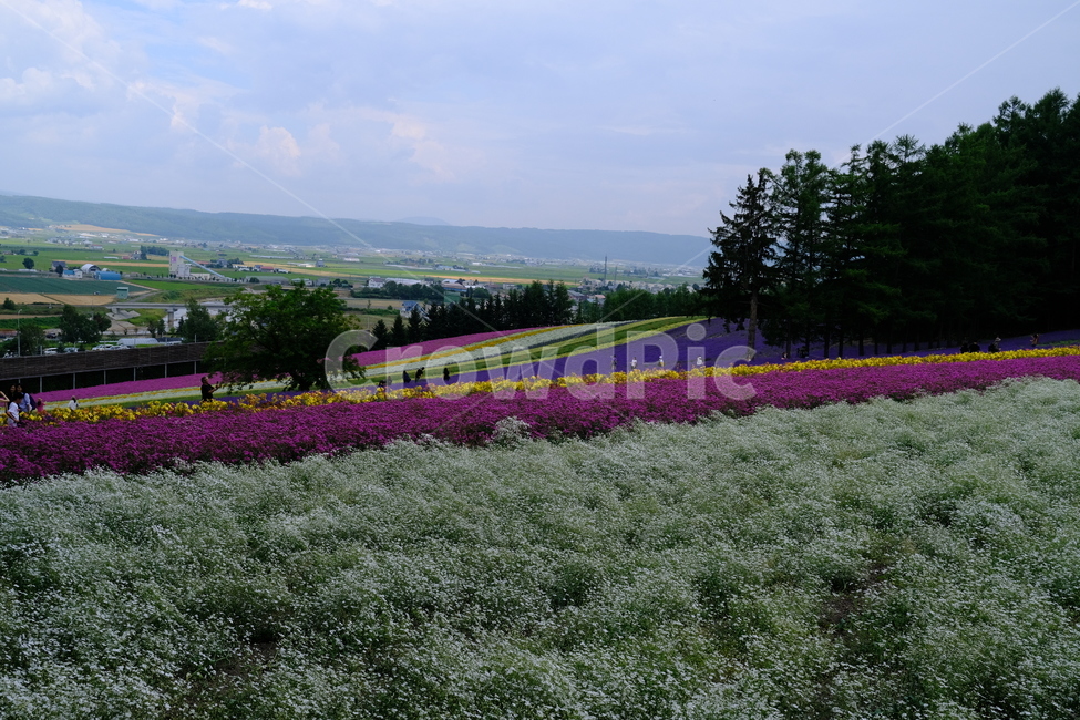 꽃,식물,라벤더,팜도미타,북해도,farmtomita,flower,홋카이도,보라색