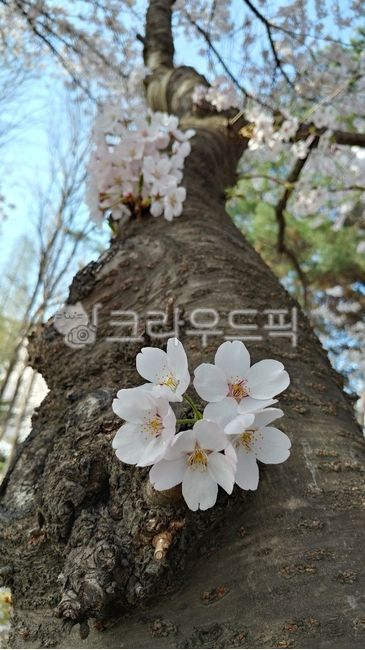 spring flowers,spring,cherry tree,old tree,tree,cherrytrees,cherryblossoms,cherry blossom,flower
