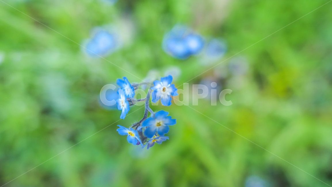 꽃,flower,봄,초원,야생화,하늘,들꽃,들판,흰꽃,파란하늘,하얀꽃,파란꽃,붉은꽃,녹색,그린,green,whiteflower,bluesky,sky,blueflower,field,purple,꽃들,조지아,wildflower,식물,자연,plants,nature,꽃,flower