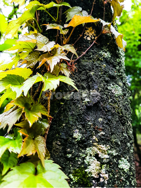 봄,나무,배경,녹색,아침,spring,tree,landscape,background,숲,forest,꽃,flower,colorful,비