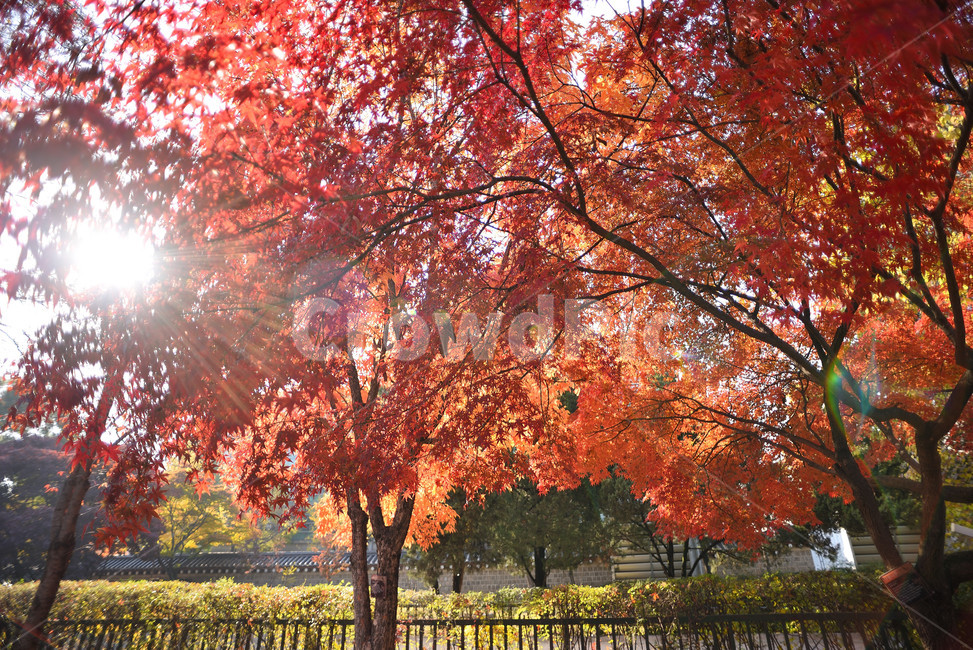 단풍,단풍잎,식물,단풍나무,가을,붉은,가을,계절,fall,autumn,season