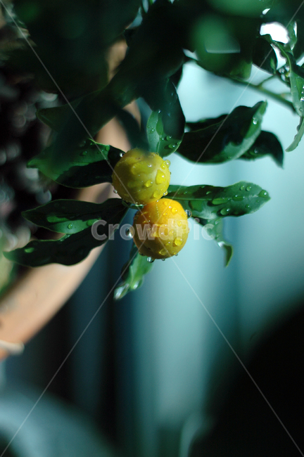 금귤,과일,식물,금귤나무,물방울,아웃포커싱