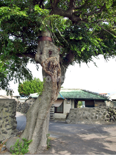 마을,팽나무,올레17코스,올레,제주,올레길,민가,리본,제주도,jeju,jeju island,시골,마을,풍경,landscape,country,rural,town,tree,나무,plant,식물,tree trunk,나무 줄기