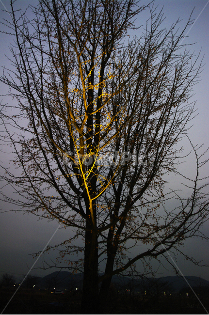 나무,조명,빛,식물,plant,식물,자연,plants,nature,나무,trees,wood