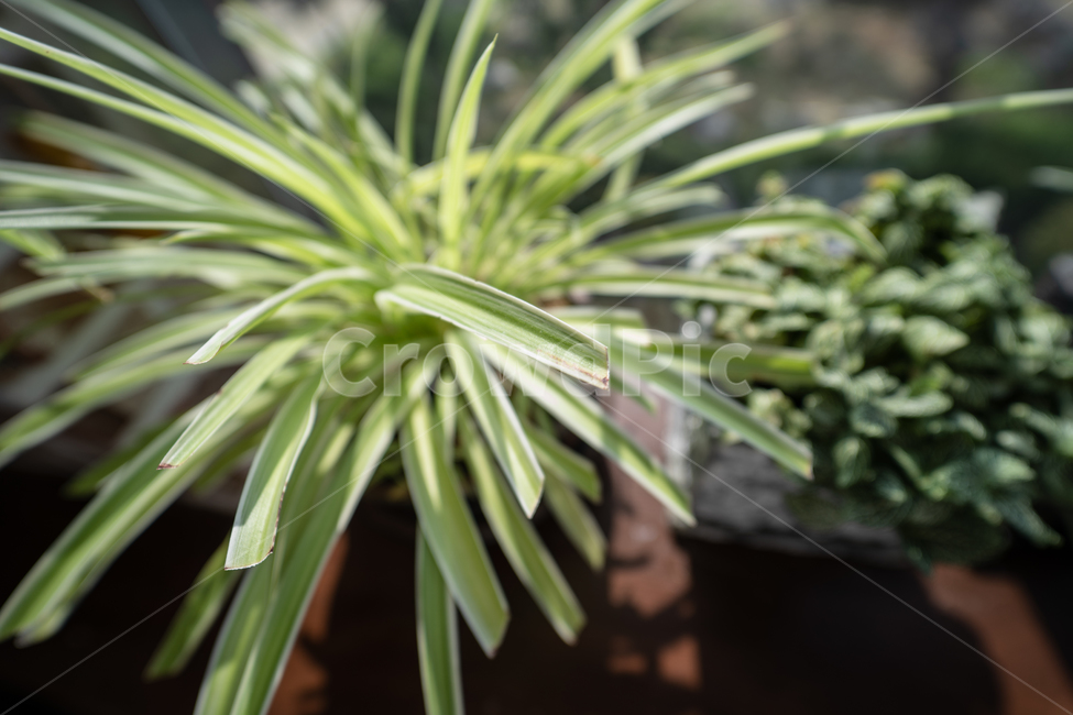 식물,다육식물,다육이,plant,botanical,실내용화초,화분,화초,house plant