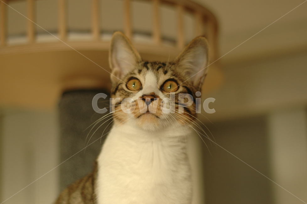 고양이,길고양이,동물,코숏,코리안숏헤어,집고양이,반려묘,애완동물,반려동물,pet,cat,animal,냥이,한국고양이,갈색고양이,줄무늬고양이