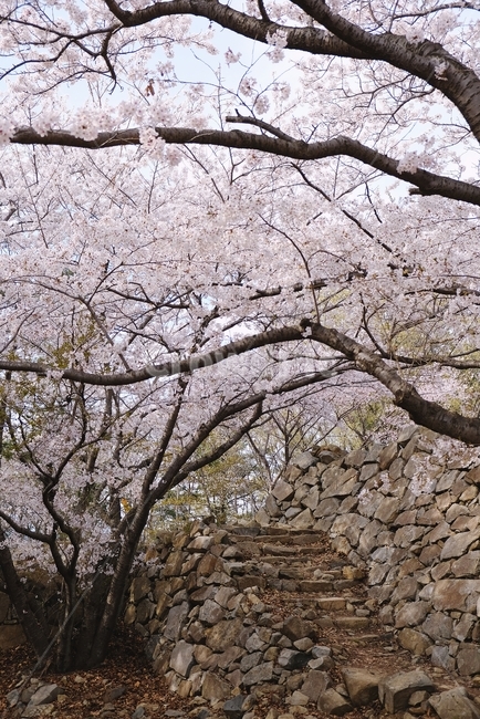 벚꽃,벚꽃나무,봄,봄꽃,돌계단,cherryblossom,tree,stairs,spring,풍경,한국풍경,돌담길
