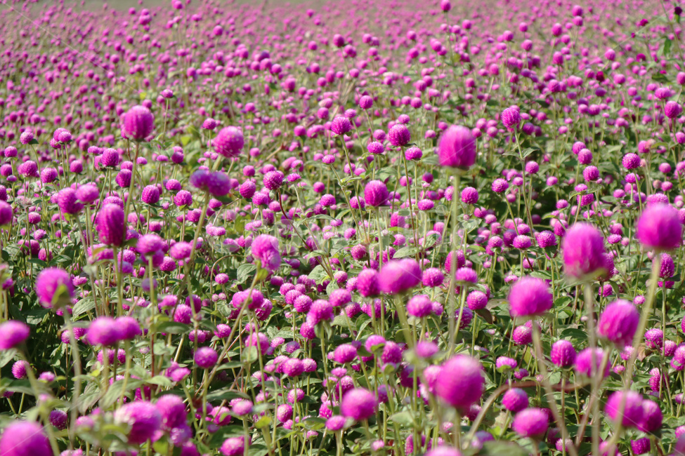 globeamaranth,outdoor,leaf,park,natural,field,blooming,color,beauty,purple,bloom,colorful,plant,pink,floral,flora,background,green,blossom,garden,beautiful,nature,flower,식물,천일홍,꽃밭,꽃,정원,공원,보라색,식물,자연,plants,nature,꽃,flower