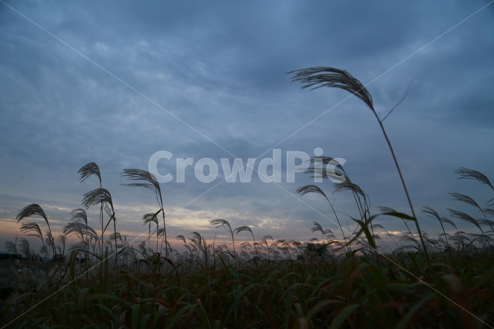 억새,가을,억새축제,공원,자연,하늘,가을,계절,fall,autumn,season,식물,자연,plants,nature,grass,잔디,plant,lawn,animal,동물,bird,새,reed,갈대