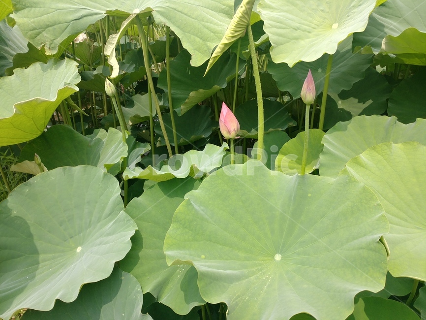 연꽃,꽃,식물,연잎,관곡지,연못,연,식물,자연,plants,nature