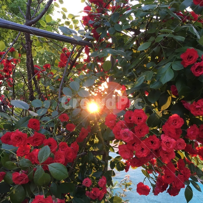 여름,장미,노을,빛,감성사진,빨강색,빨간색,한여름,꽃,사랑,sunset,rose,red,love,summer,flower,식물,자연,plants,nature,꽃,flower
