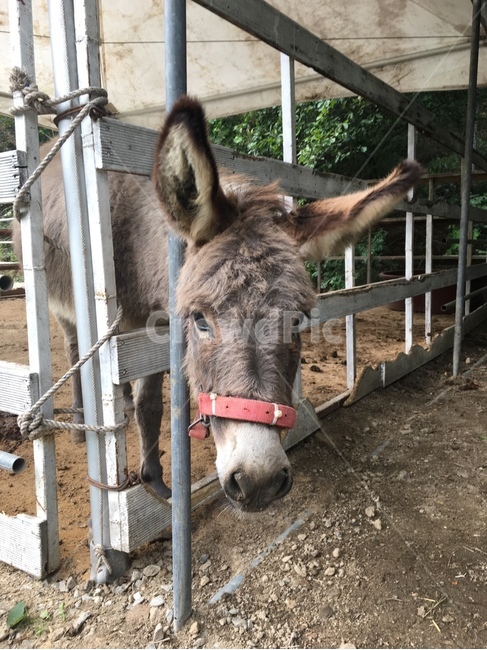 당나귀얼굴,동물얼굴,조랑말,동물,동물원,동물,animal,포유류,mammal