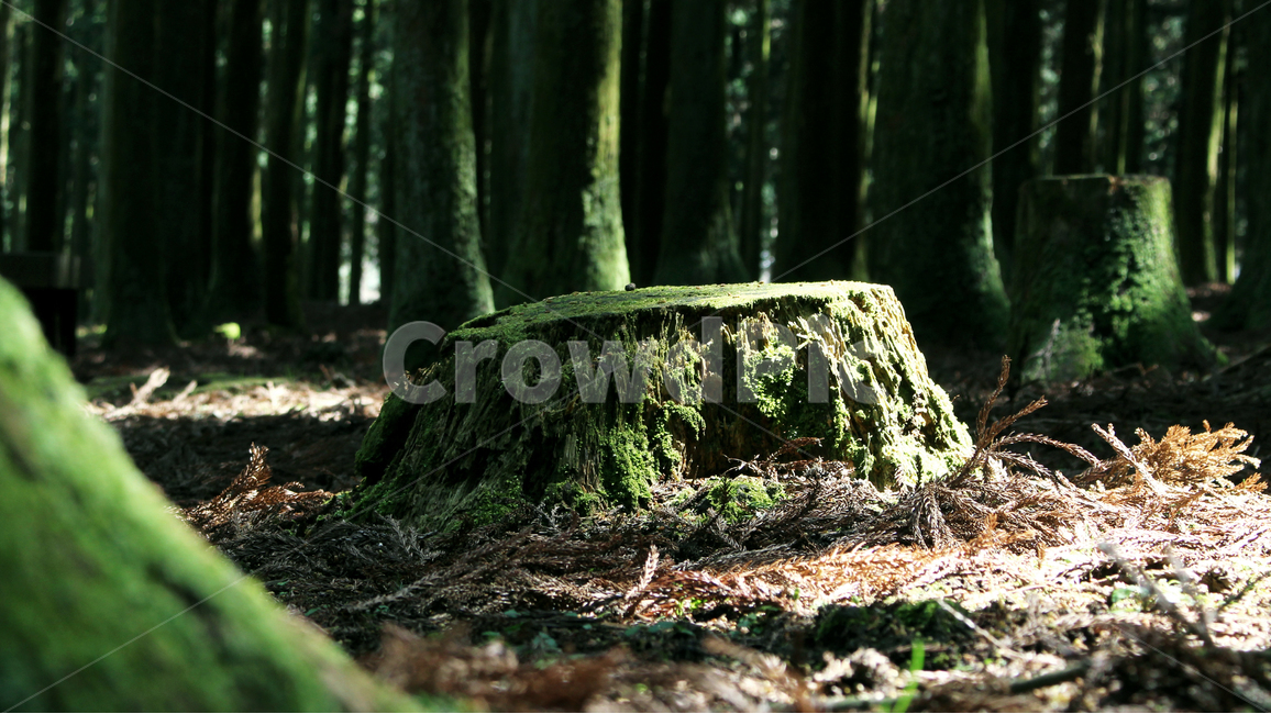 나무,초록색,초록,이끼,감성,나무밑동,숲,자연,분위기,식물,자연,plants,nature,나무,trees,wood