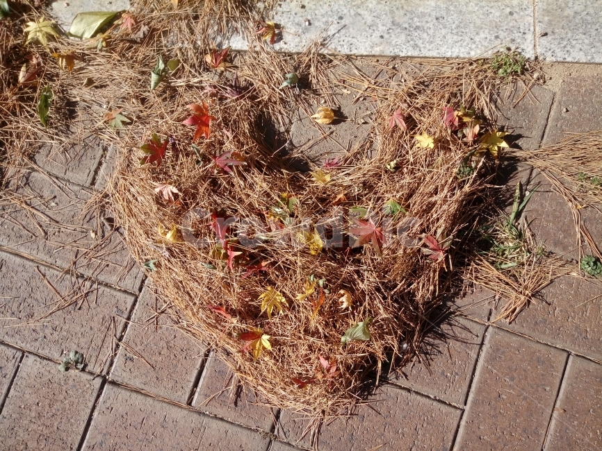 낙엽,사랑,낭만,자연,모양,가을,가을,계절,fall,autumn,season,식물,자연,plants,nature,ground,바닥,flagstone,판석