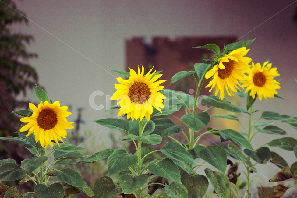 해바라기,sunflower,식물,plants,노란꽃,green,nature,자연,꽃잎,노란꽃잎,yellow,yellowflower,flower,식물,자연,plants,nature,꽃,flower