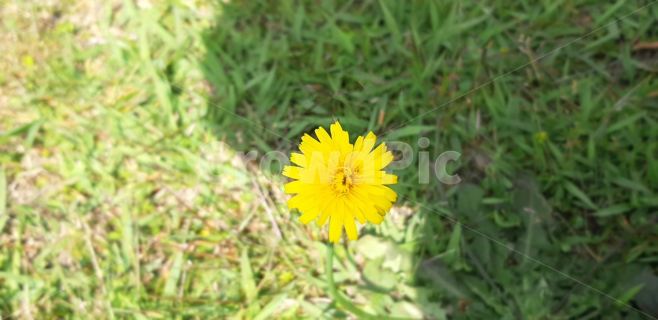 그림자,선명,식물,밝음,민들레,여러송이,산굼부리,노란색