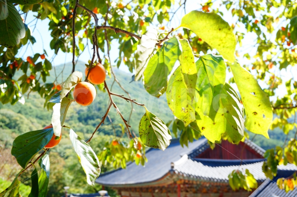 자연,나무,식물,가을,한국,전통,전통가옥,한옥,감나무,음식,푸드,가지,감성,계절,건축,기와,동양,대한민국,풍경,structure,architecture,traditional,culture,nature,tree,plant,fall,autumn,절,사원,temple,종교,신앙,가을,계절,fall,autumn,season,한국전통,한국문화,korean traditional,korean culture,음식,식재료,요리,food,cook,meal,dishes,food reserves,과일,열매,fruit,orange,주황색,citrus fruit,감귤류 과일