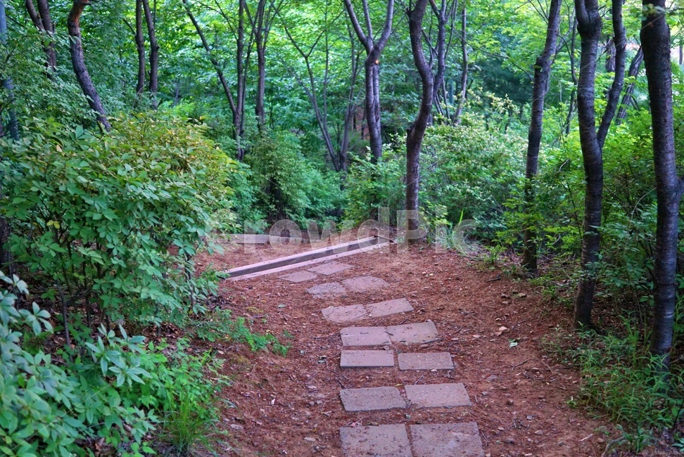 숲,숲길,계단,산,자연,오솔길,풀,path,forest,mountain,뒷산,뒷동산
