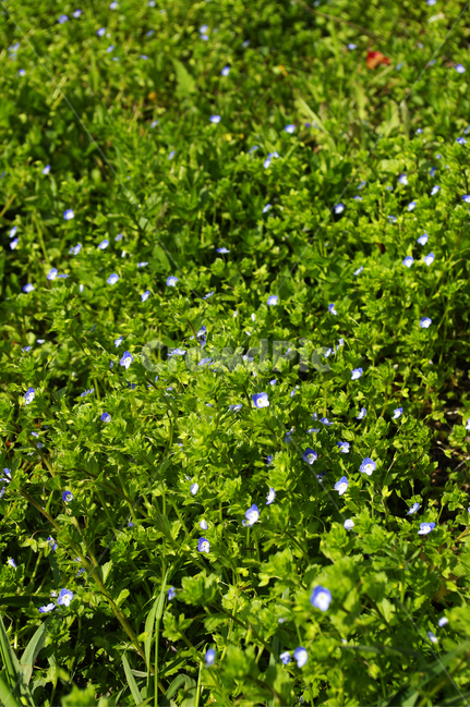 들꽃,봄꽃,꽃,flower,계절,봄,spring,식물,자연,plants,nature,꽃,flower