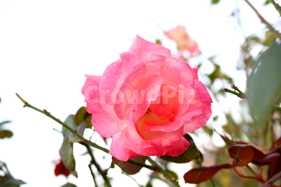 장미,꽃,장미꽃,나무,식물,원예종,관상용,식물,자연,plants,nature,꽃,flower