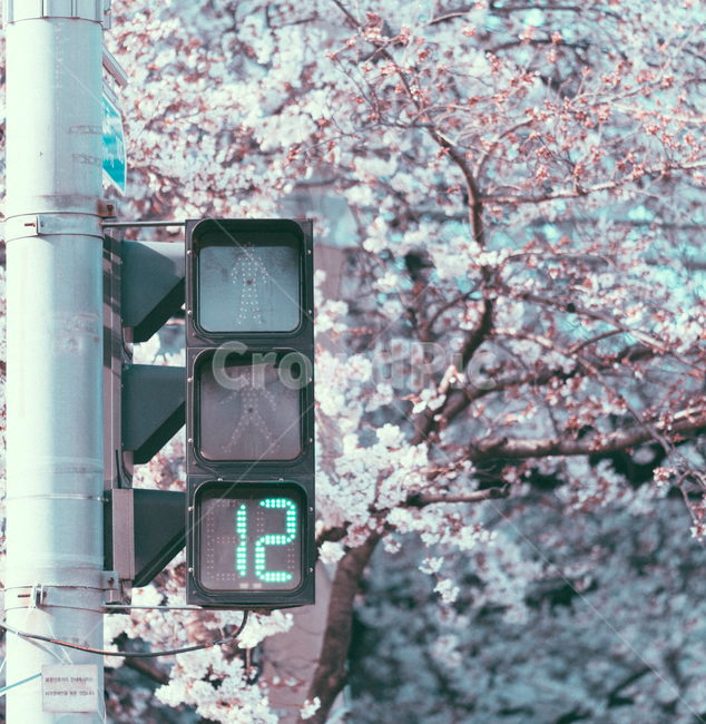 벚꽃,신호등,초록불,봄꽃,꽃,봄,계절,spring,season,교통,교통수단,traffic,transportation,plant,식물