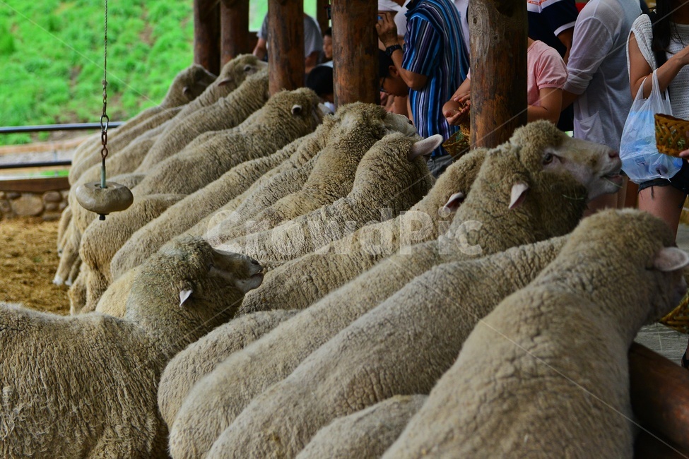 강원도,평창,대관령,양떼목장,field,들,outdoors,옥외,grassland,animal,동물,sheep,양,mammal,포유류,nature,자연,rural,농촌,farm,pasture,목장,ranch,농장,grazing,방목,meadow,목초지,경치,경관,풍경,체험학습,먹이주기,목축업,목장,livestock farming,ranching,pasture