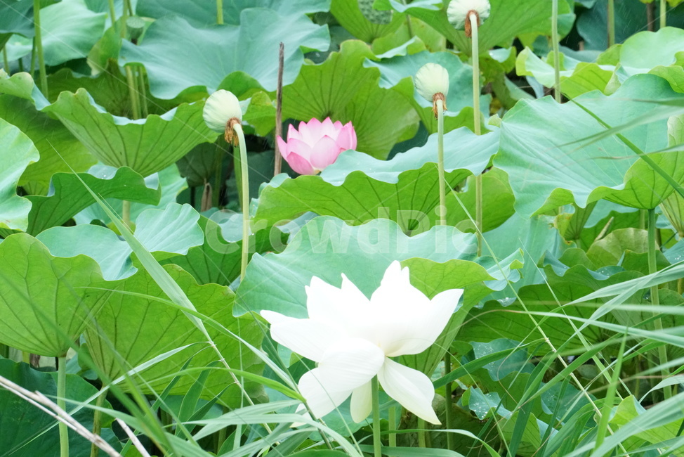연꽃,백련,련꽃,lotus,수련과,수중식물,담수초,식물,땅속줄기