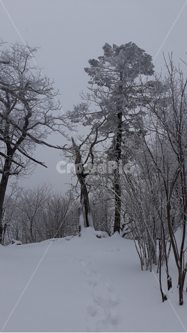 겨울,눈,눈꽃,설산,눈나무,snow,겨울,계절,winter,season,자연,풍경,nature,landscape,outdoors,옥외,tree,나무,plant,식물