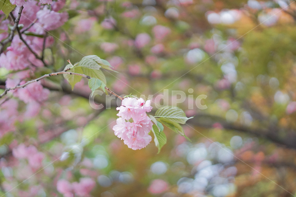 겹벚꽃,벚꽃,사쿠라,봄꽃,분홍꽃,spring,봄,계절,spring,season,식물,자연,plants,nature,꽃,flower,plant