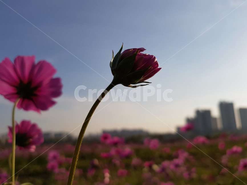 자연,sky,하늘,plant,식물,flower,꽃,blossom,코스모스,가을,식물,자연,plants,nature,꽃,flower