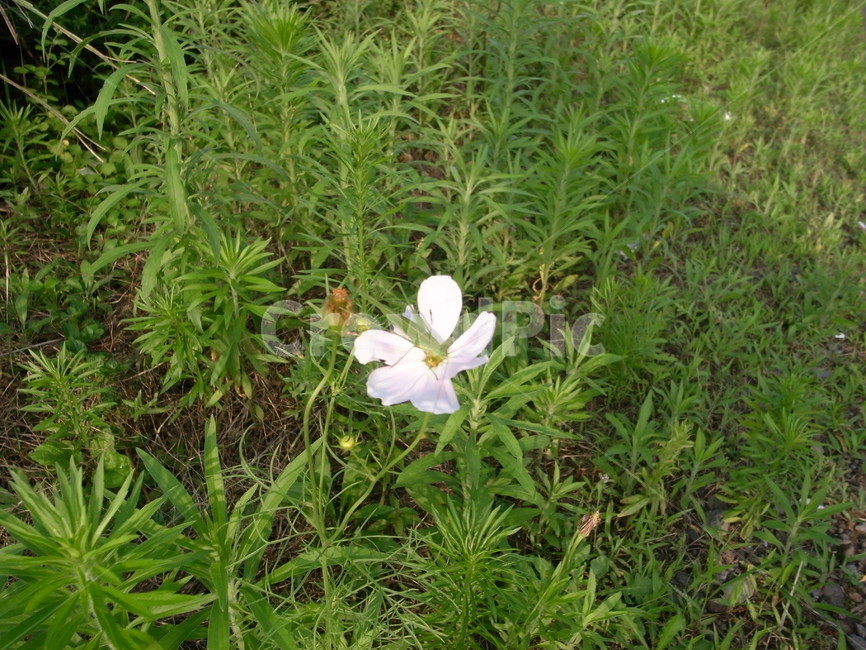 자연,곤충,메뚜기,plant,식물,꽃,식물,자연,plants,nature,꽃,flower,곤충,벌레,insect,bug
