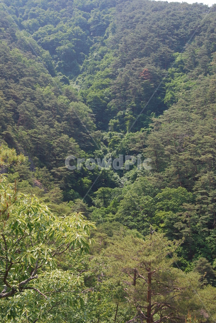 산,나무,tree,nature,trail,자연,풍경,nature,landscape,plant,식물,fir,전나무