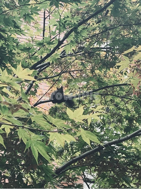청설모,나무,tree,redsquirrel,귀여운,동물,animal,koreansquirrel