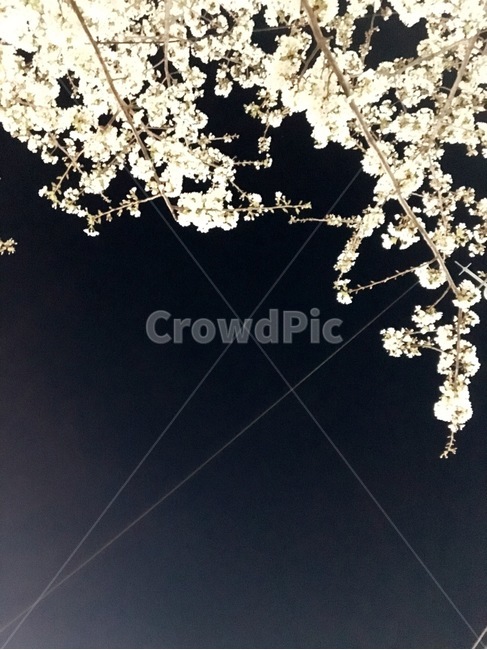벚꽃,밤,하늘,cherryblossom,봄,봄,계절,spring,season,야경,밤,풍경,nightscape,night,landscape,plant,식물,flower,꽃,blossom