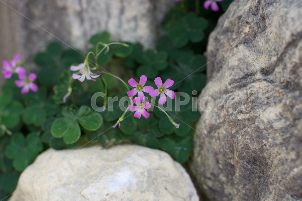 꽃,바위틈,바위,생명,봄,식물,자연,plants,nature,꽃,flower