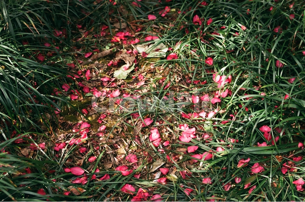제주도,동백꽃,겨울제주,겨울동백,필름사진,감성,식물,자연,plants,nature,꽃,flower,감성,sensible,feeling