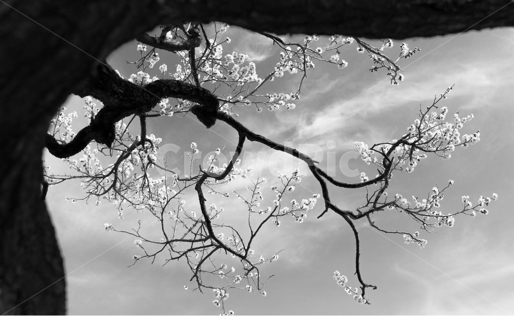 매화,고매화,선,매화꽃,꽃,식물,자연,plants,nature,꽃,flower,나무,trees,wood,실루엣,그림자,silhouette,shadow,흑백,모노톤,monochrome,black and white