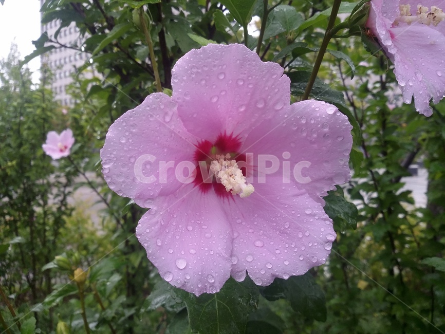 꽃,식물,flower,plant,무궁화,무궁화꽃,자연,식물,자연,plants,nature,꽃,flower