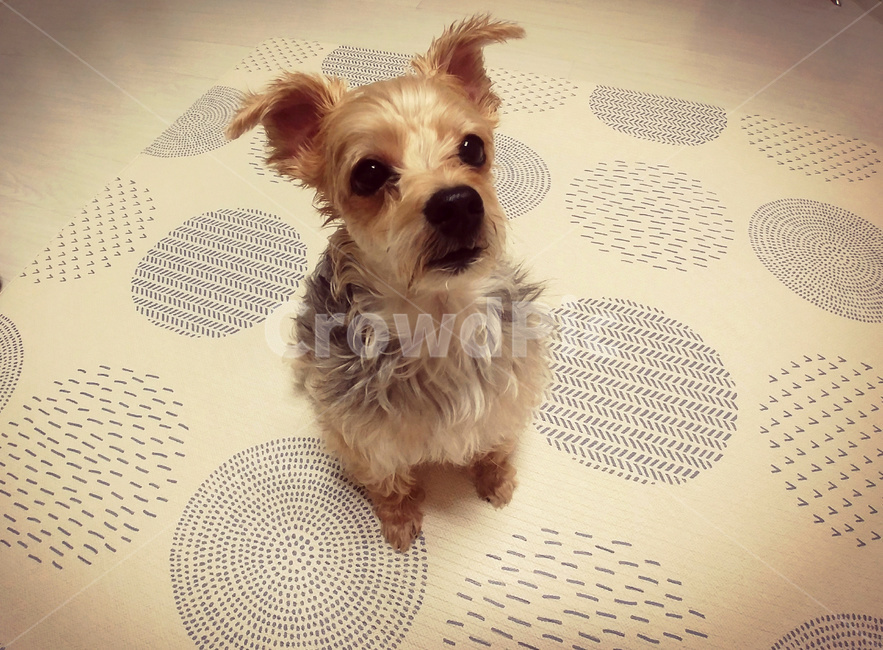 개,강아지,애견,도그,dog,동물,animal,포유류,mammal,개,강아지,dog,doggy