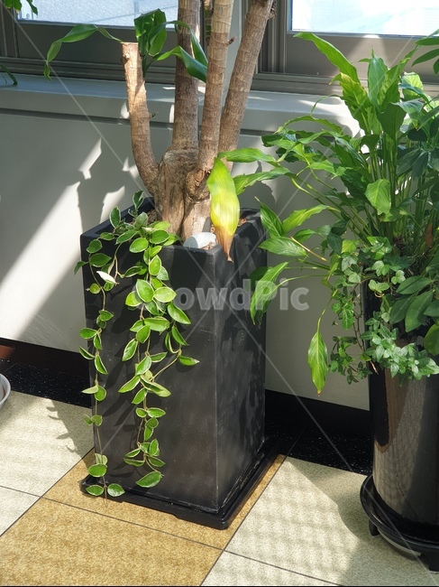 leaf,잎,plant,식물,초록,봄햇살,화분,빛