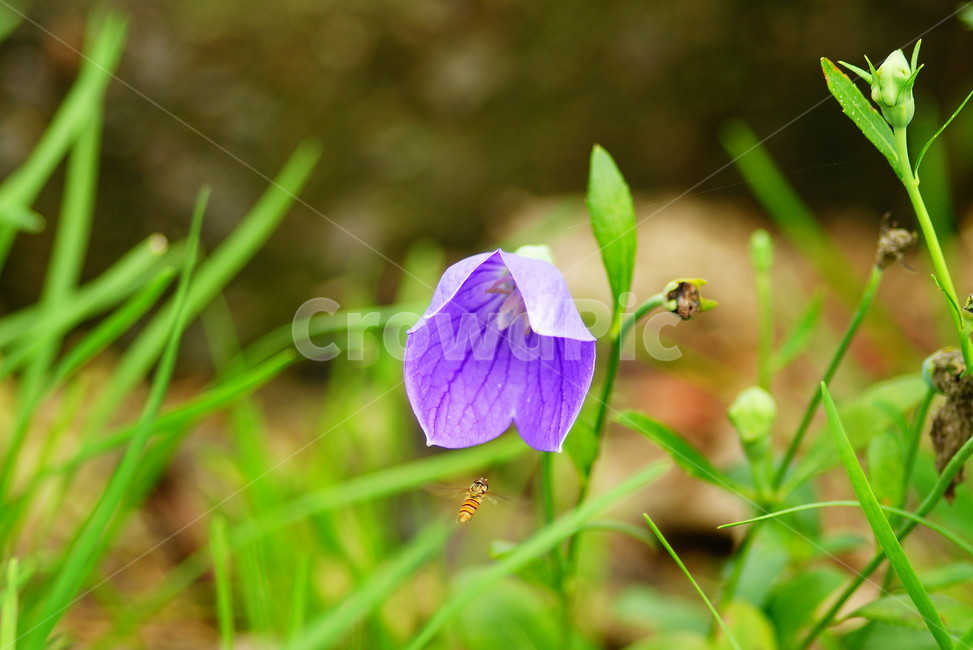 식물,plant,blossom,꽃,flower,도라지,식물,자연,plants,nature,꽃,flower