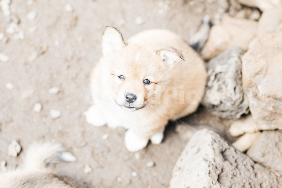 멍멍이,강아지,댕댕이,dog,똥개,귀여운,동물,아기강아지,개,동물,animal,포유류,mammal,개,강아지,dog,doggy