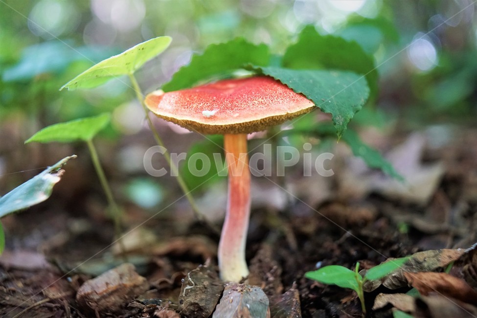 버섯,mashroom,nature,umbrella,우산,자연,버섯,mushroom